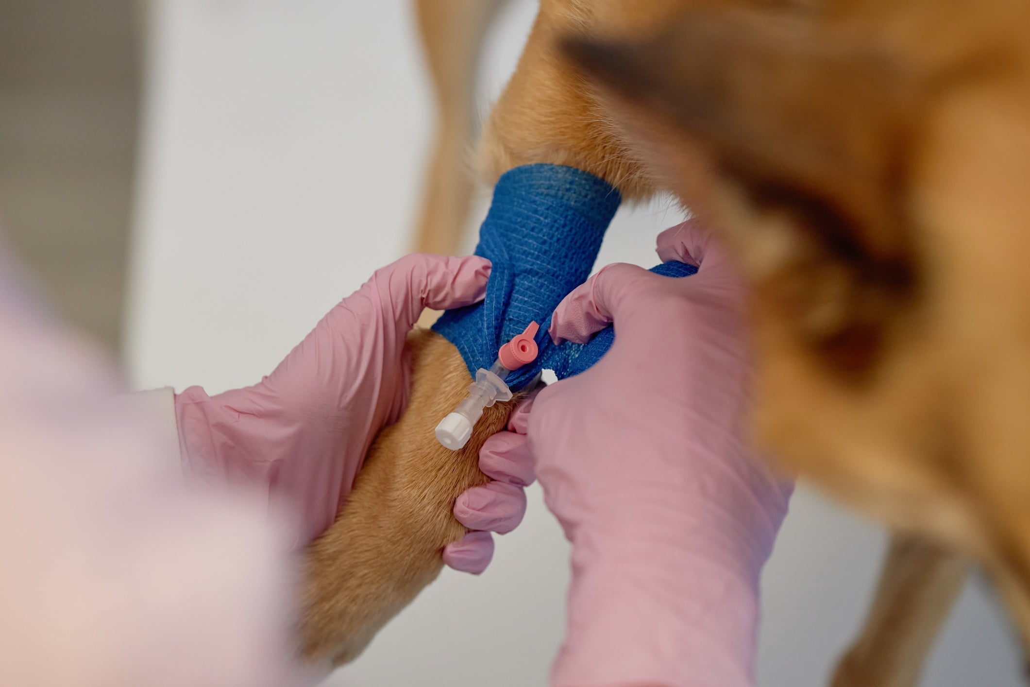 Pet Preparedness 101: Emergency Kits and Evacuation Tips for Dogs and Cats