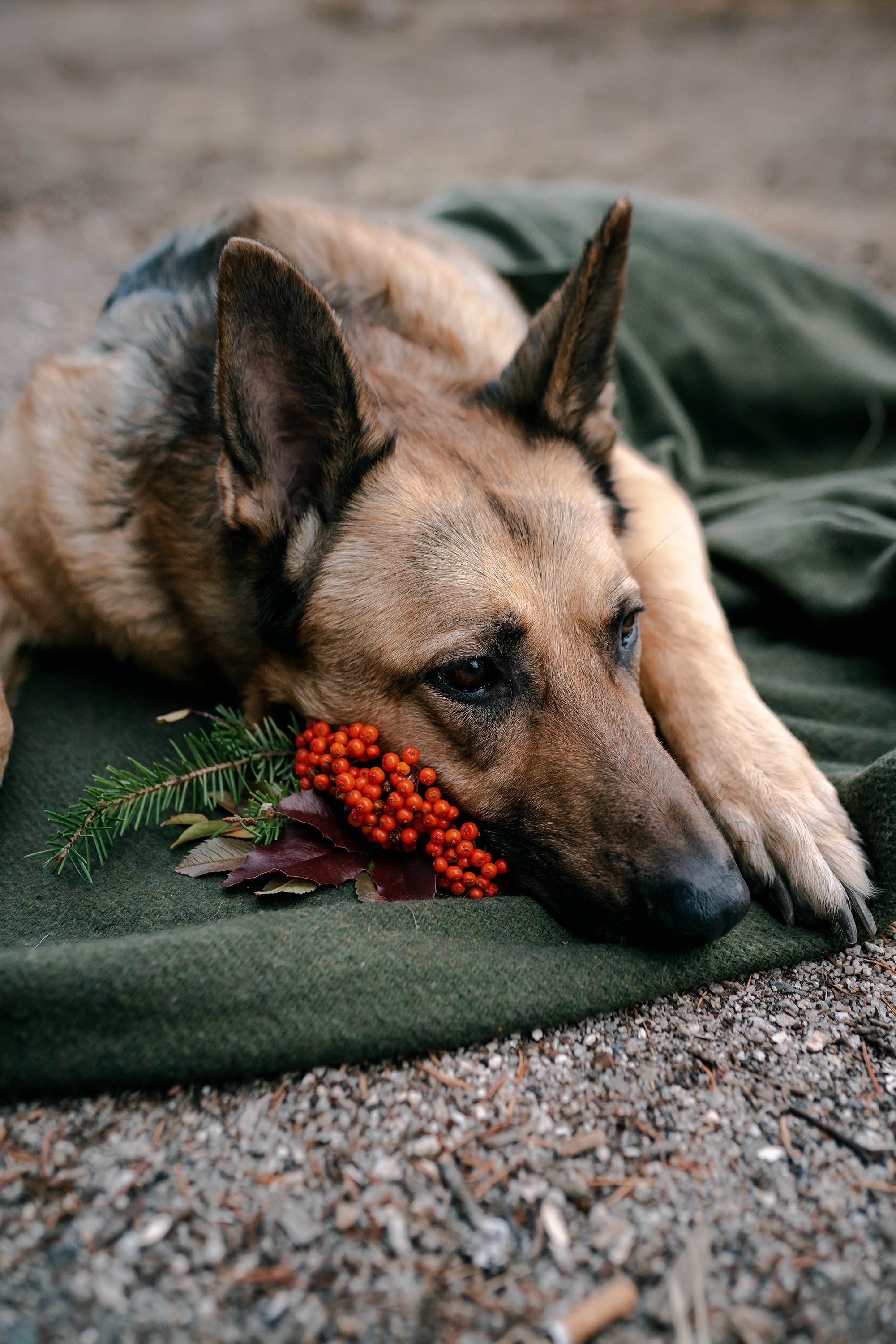 Wool Blanket - Od - 60 Inch X 80 Inch