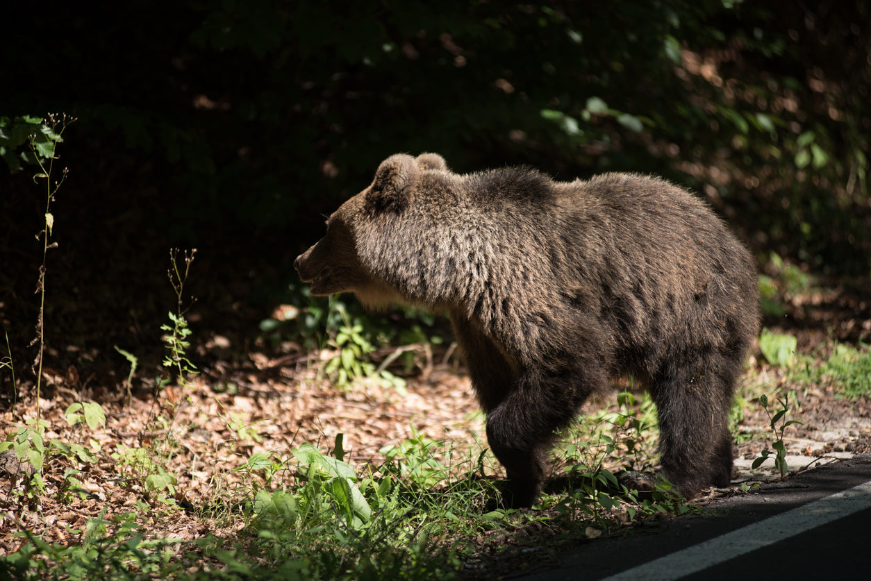Navigating Bear Country: A Guide to Bear Attack Deterrents